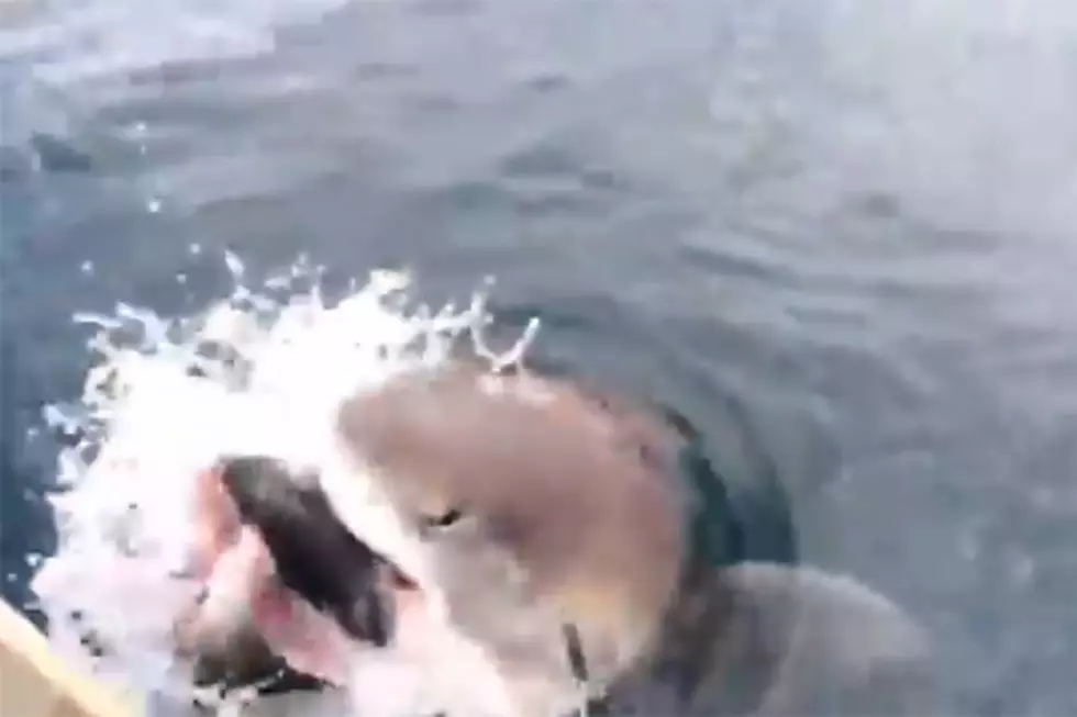 Watch this Shark Steal a Fish Right Off the Line