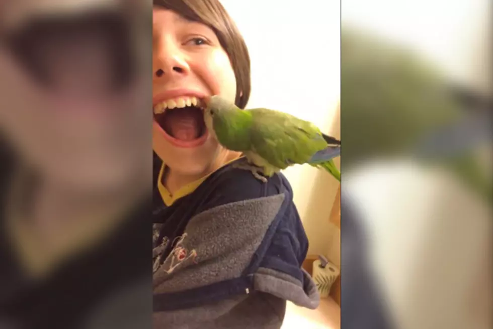 Watch This Parrot Pull a Kid&#8217;s Loose Tooth