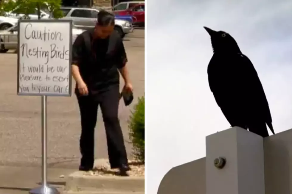 Birds Keep Attacking People Outside a Chick-Fil-A in Colorado