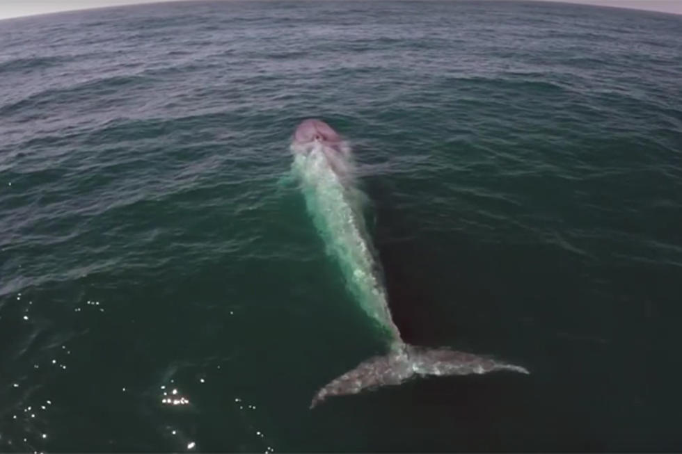 This Blue Whale Has Perfect Comedic Timing