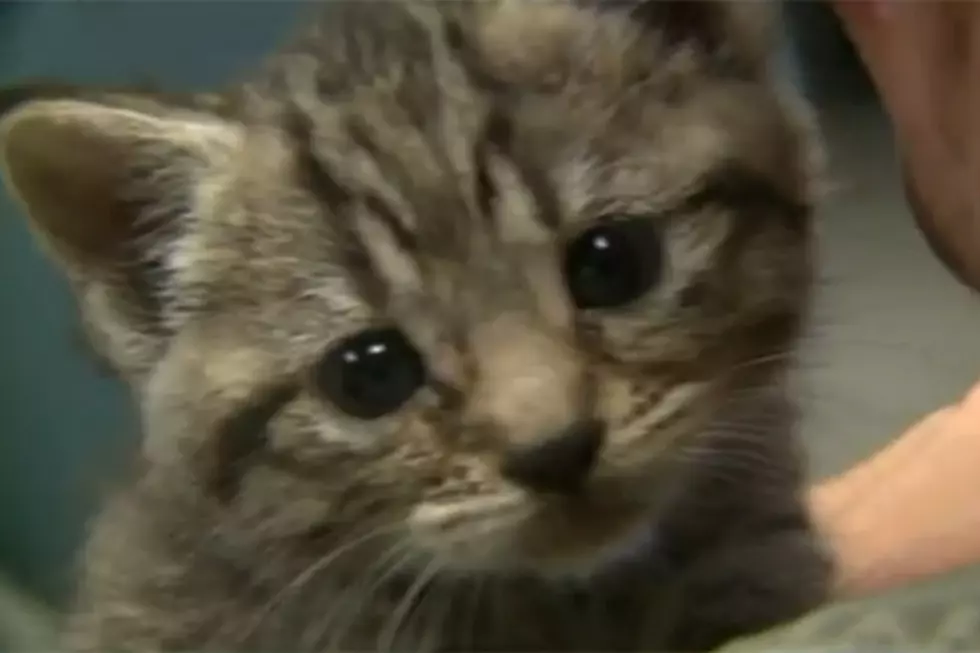 911 Operator Steps in When Box of Abandoned Kittens is Found