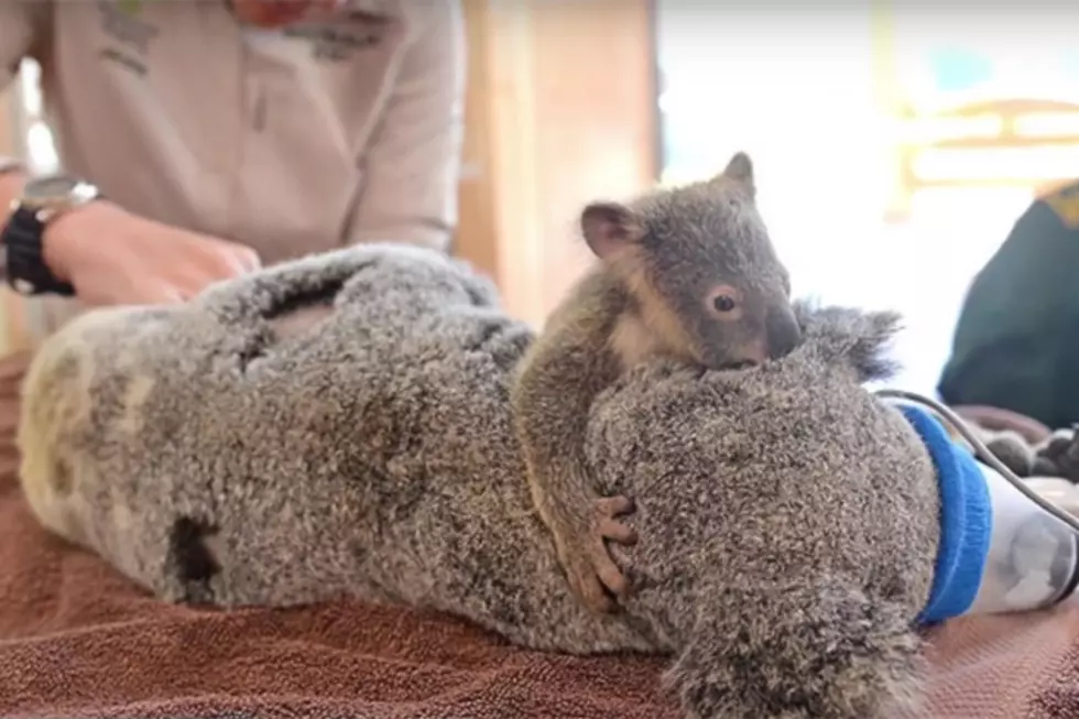 Baby Koala Clings to His Mother During Her Surgery