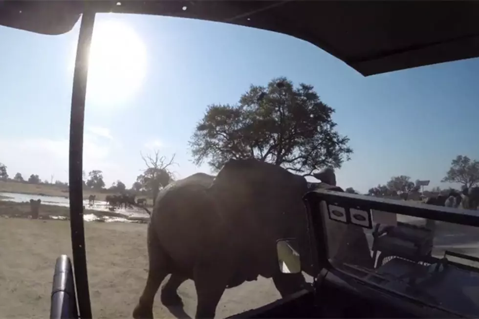 Bull Elephant Charges and Lifts Safari Truck