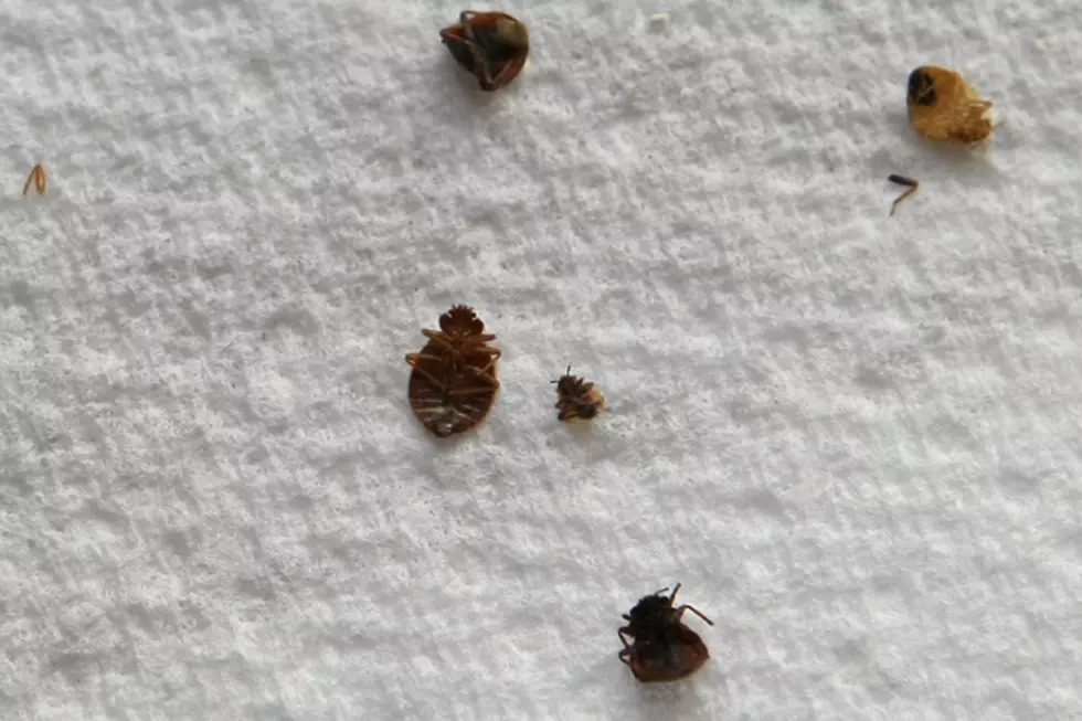 Man Shows Mattress Infested with Bed Bugs in New York Hotel
