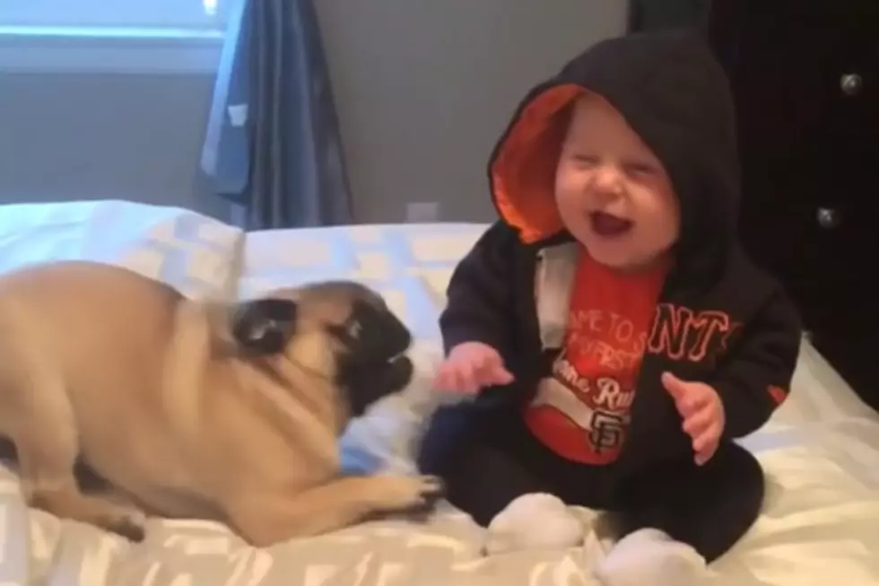 Pug Sends Baby Into a Giggling Fit