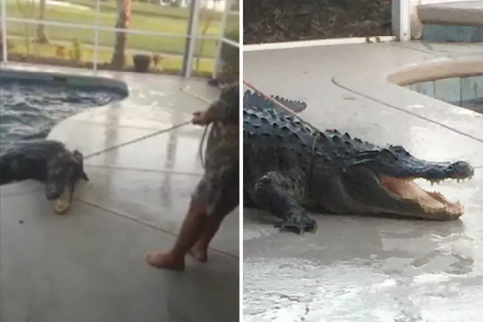 Florida Family Pulls Nine Foot Gator Out of Pool