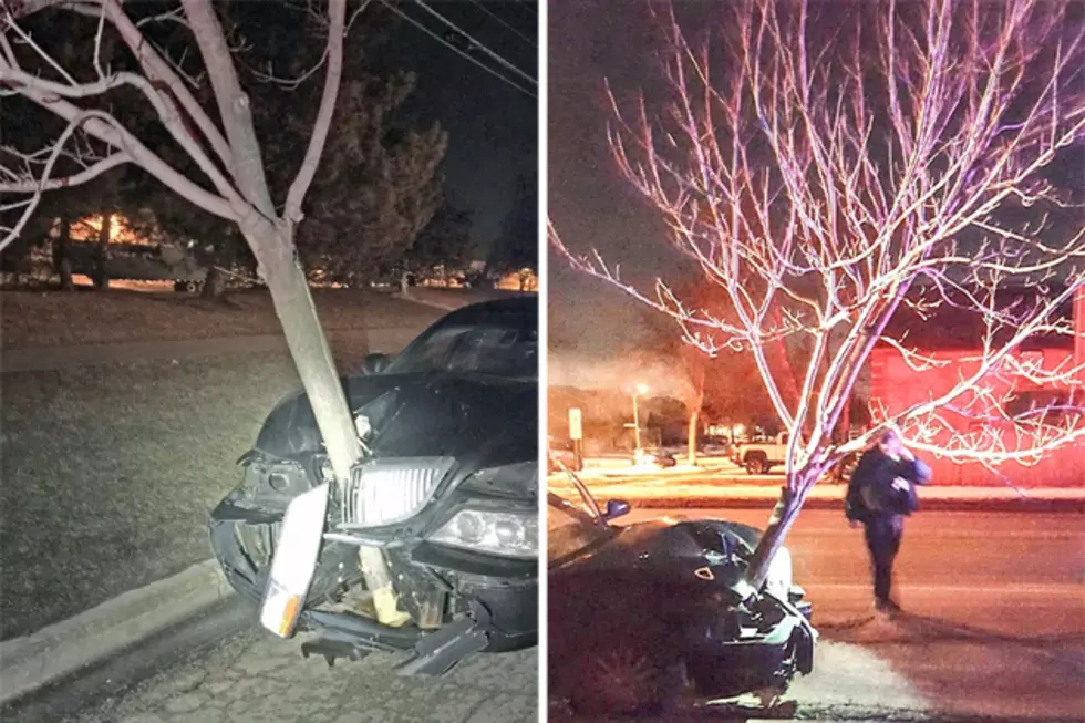 Illinois Woman Found Driving with 15-Foot Tree Stuck in Her Car