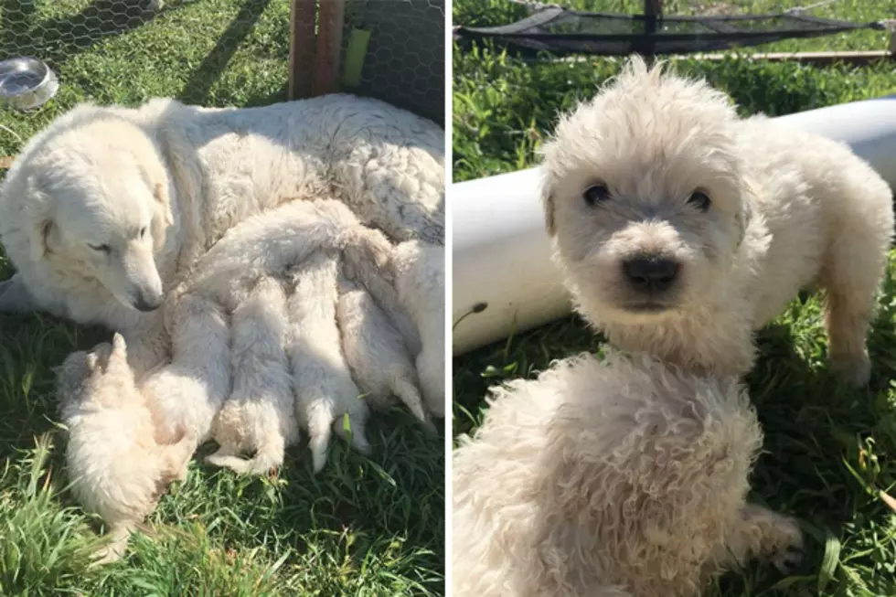Sheepdog Gives Birth to Litter of 17 Puppies