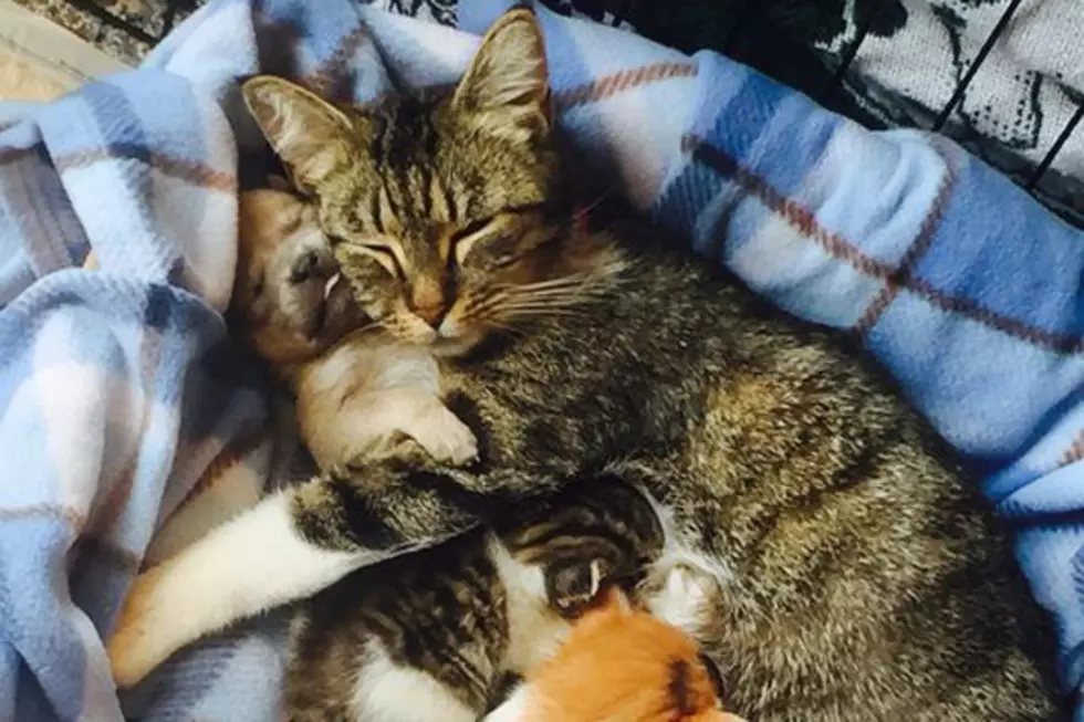 Detroit Cat Adopts Orphaned Puppy
