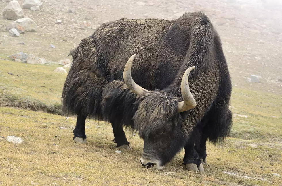 Man Takes Ambien, Accidentally Buys Yak Off Internet