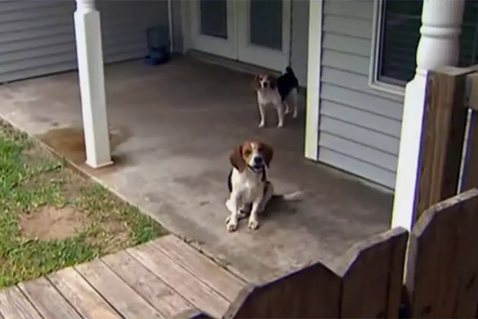 Gator Goes After Beagles, Owner Yells &#8220;Skit!&#8221;