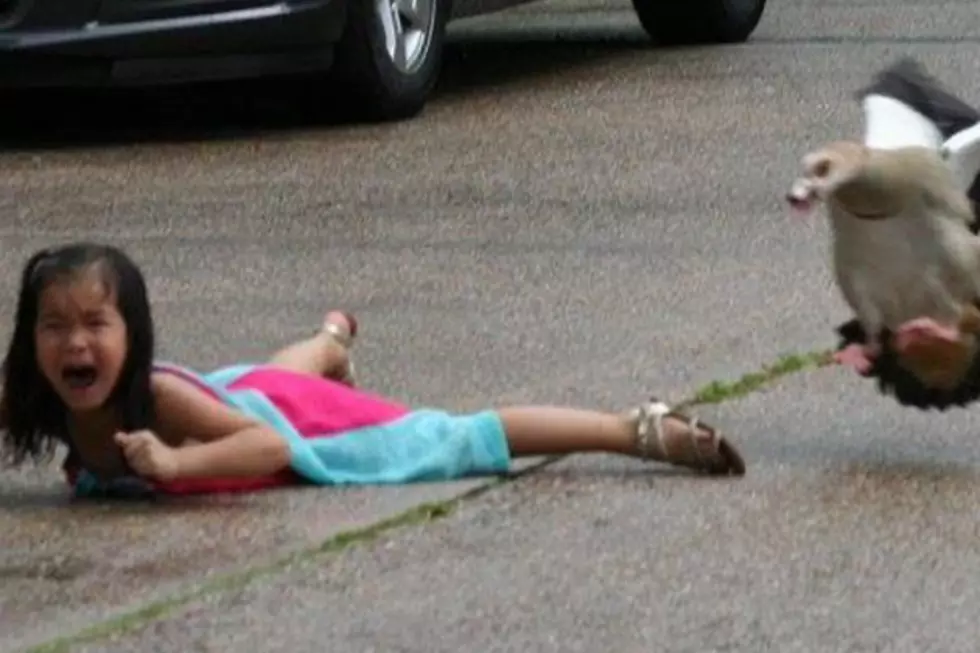 Texas Girl Gains Internet Fame After Being Attacked By a Goose