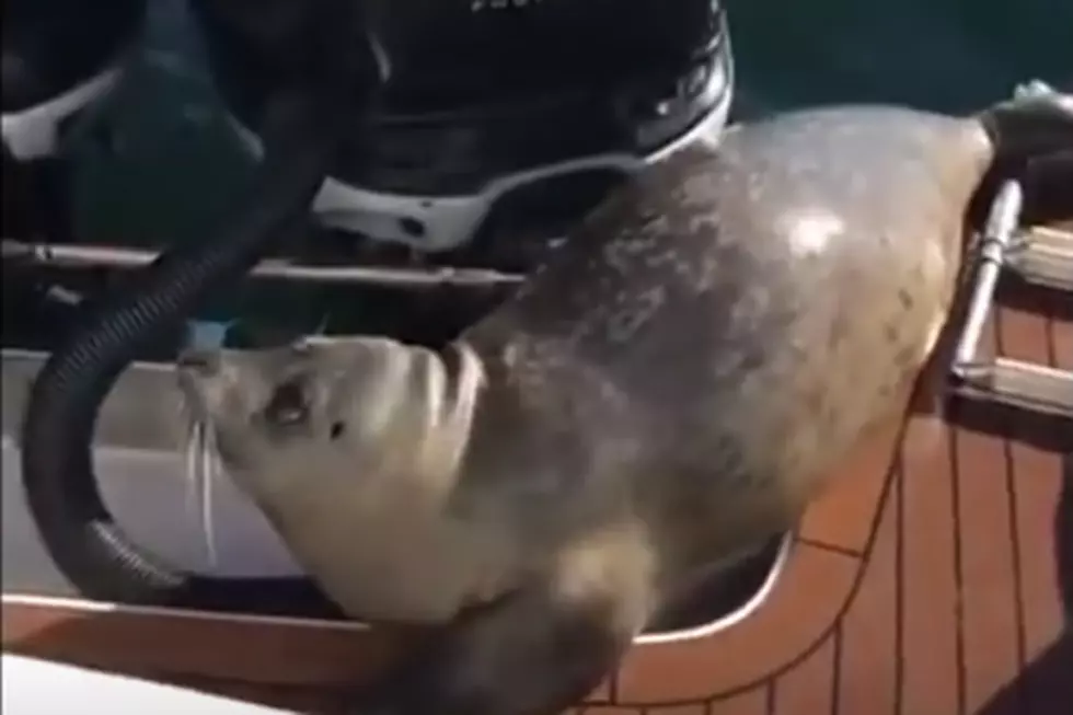 Ingenious Seal Makes Getaway From Killer Whales on Motorboat