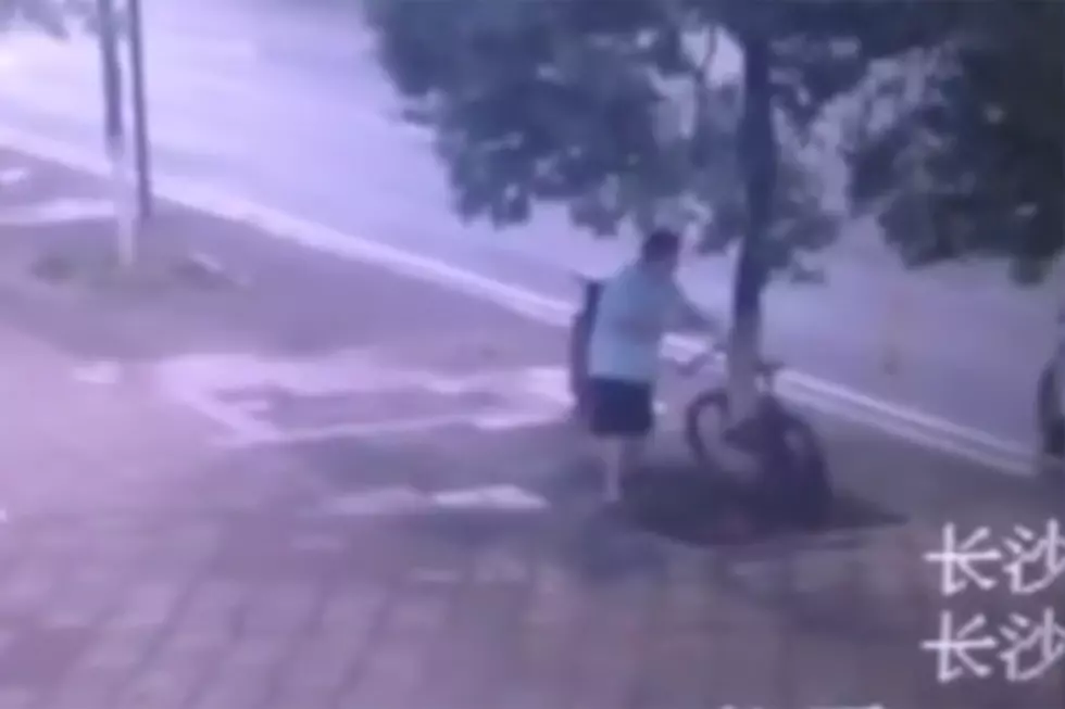 Thief Cuts Down Tree to Steal Bike