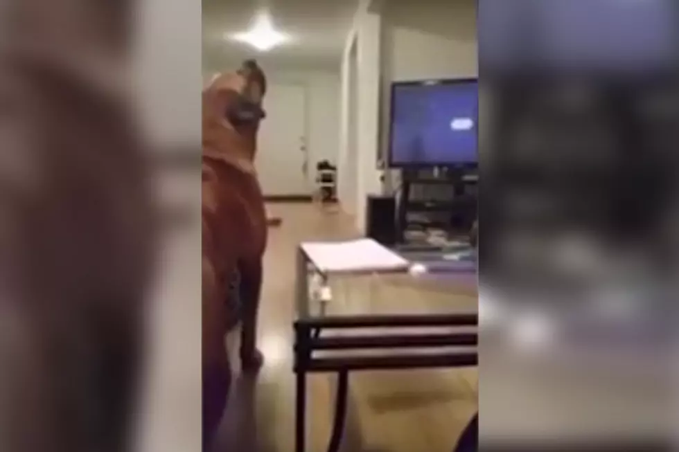 Geeky Dog Howls Along to “Star Wars”