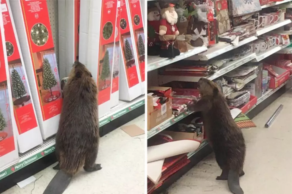 Beaver Trashes Dollar Store After Finding Only Artificial Trees