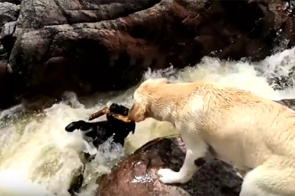 Hero Dog Saves Another Dog in White Water Rapids