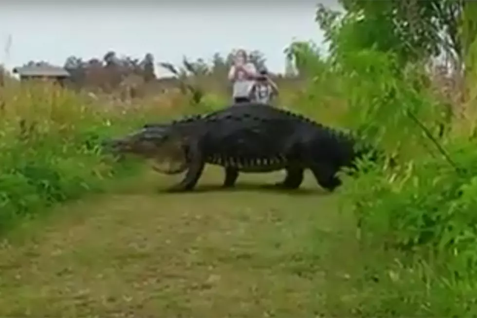 Massive Alligator Found Strolling Around Florida Nature Reserve