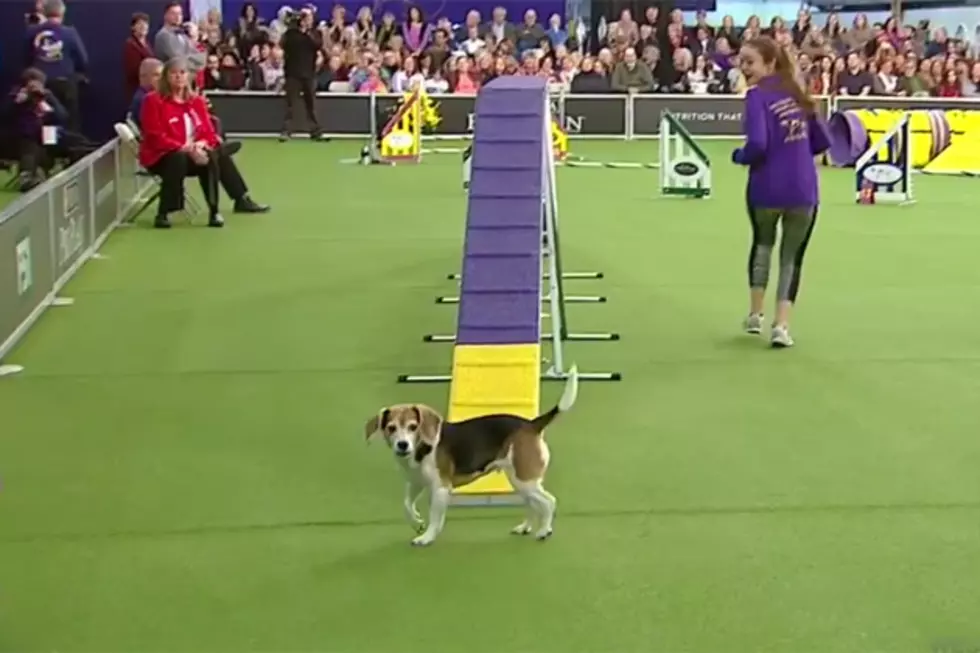 Distracted Beagle Loses Race, Wins Hearts