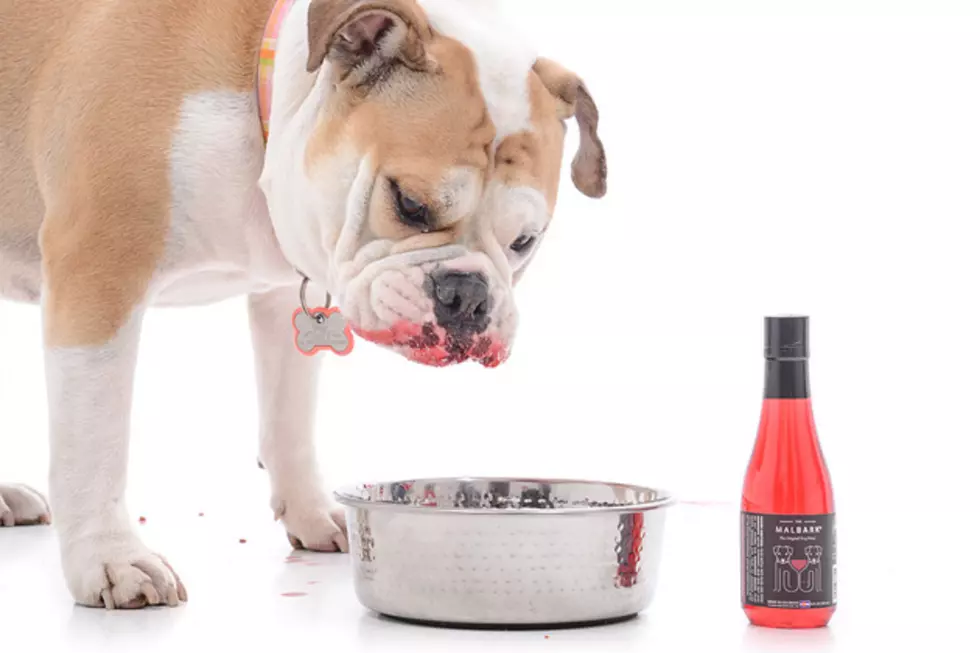 Turn Your Furry Friends into Drinking Buddies with Pet-Friendly Wine