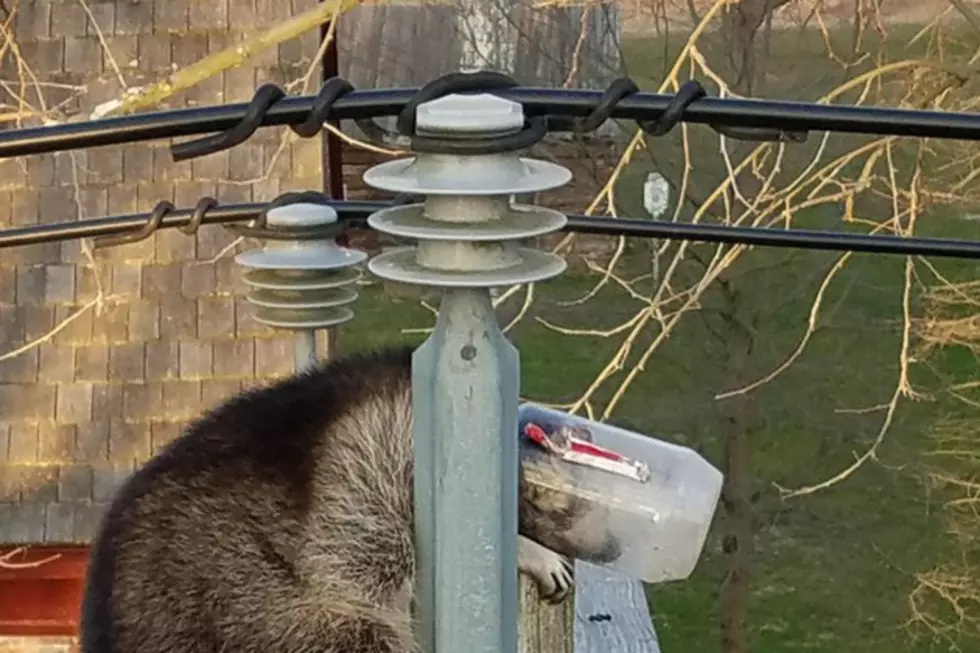 Your Day Can&#8217;t Be Going Worse Than This Raccoon&#8217;s