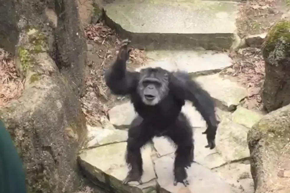 Chimpanzee Throws Piece of Poo, Hits Grandma in Face
