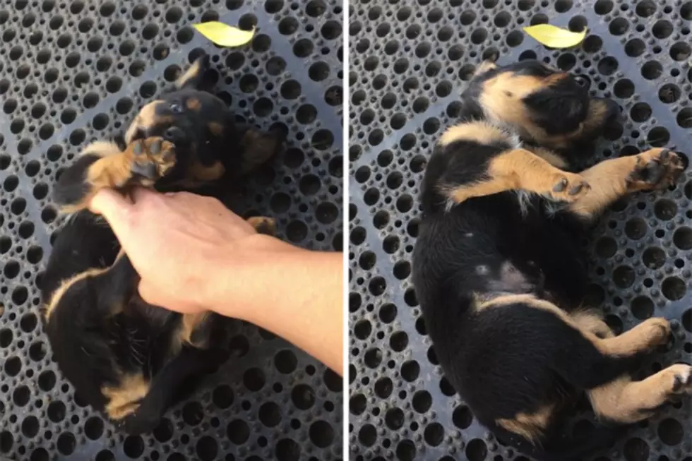 Adorable Puppy Falls Asleep Mid-Play Time