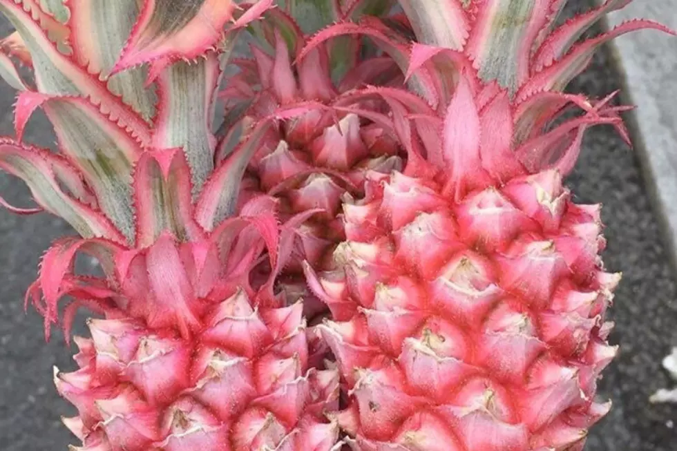 Pink Pineapples Are Taking Over