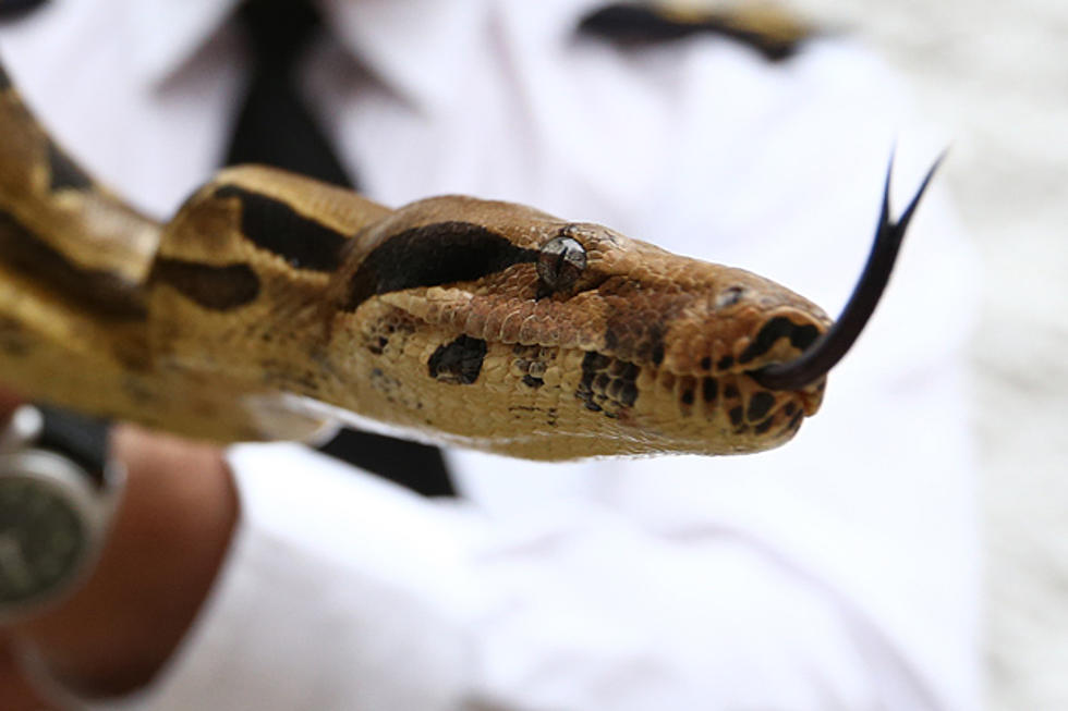 Woman to 911 Dispatcher: &#8220;I Have a Boa Constrictor Stuck to My Face!&#8221;