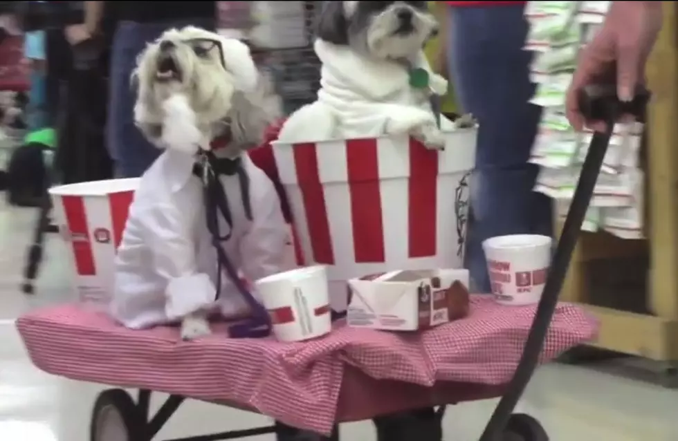 Dog-O-Ween Brings Canines in Costume this Weekend in Davenport