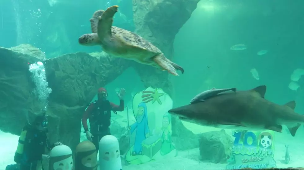 Divers Set Up Nativity Scene Inside Shark Aquarium