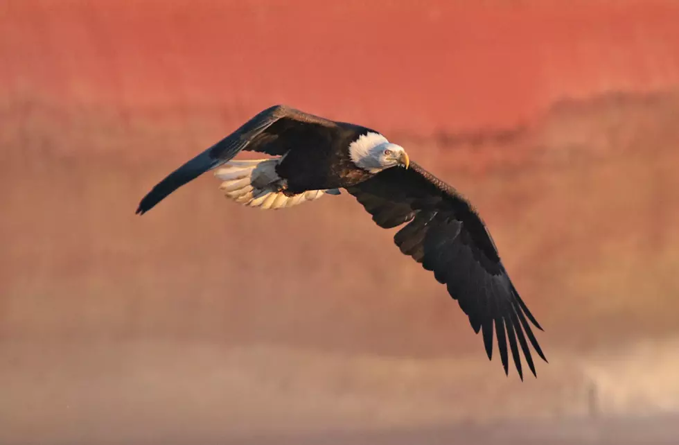 LeClaire Celebrates the Return of the Bald Eagles With an Inaugural Festival