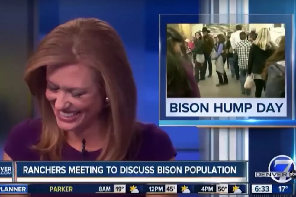 News Anchor Can’t Stop Laughing Over “Bison Hump Day”
