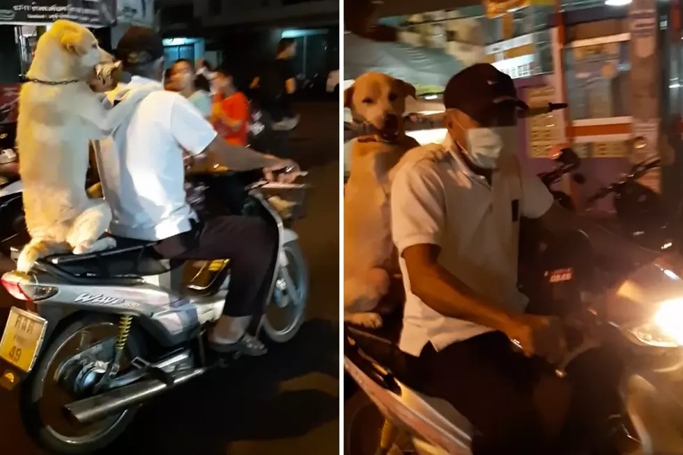 Dog Rides On Back of Motorcycle While Holding an Umbrella