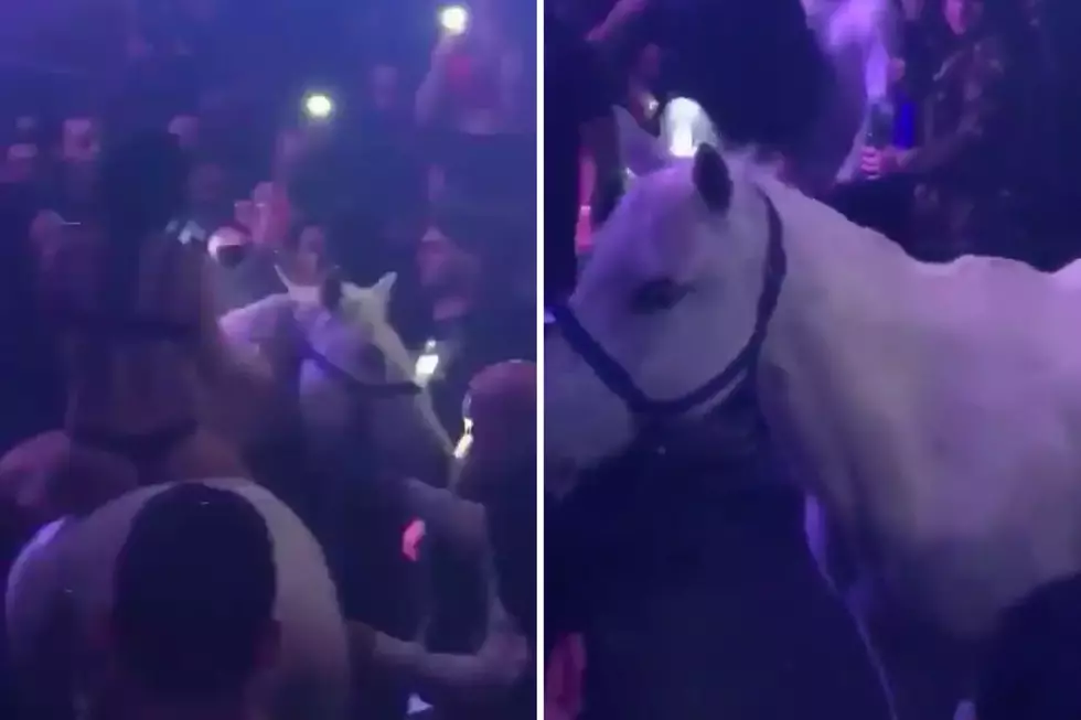 Florida Nightclub Shut Down After Bringing Horse Onto Dance Floor