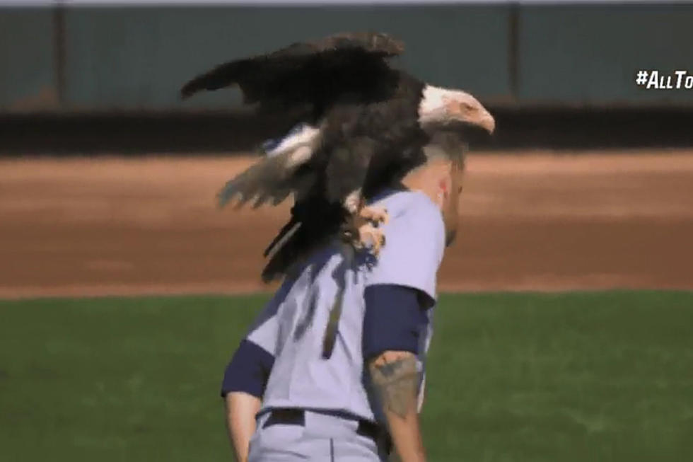 Bald Eagle Lands on MLB Pitcher’s Shoulder During National Anthem