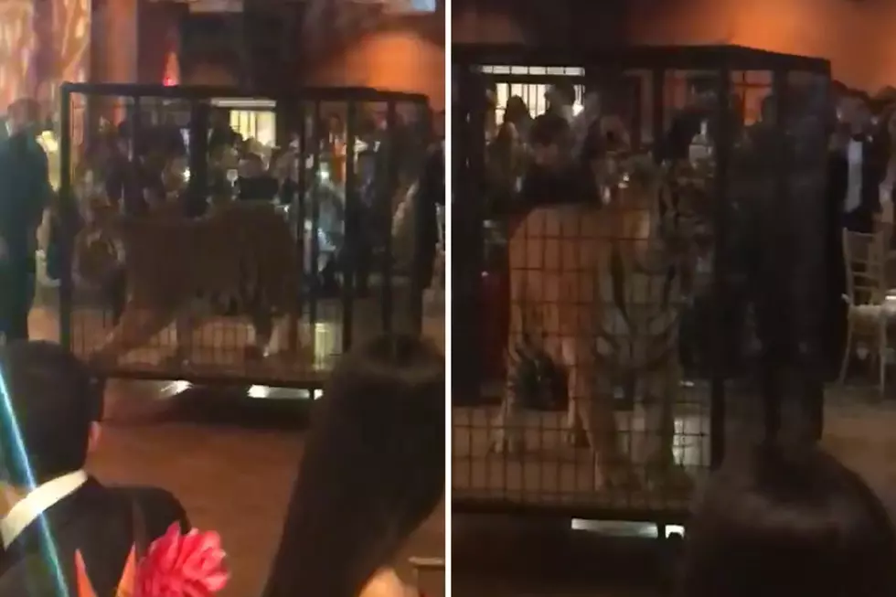 Social Media Enraged Over High School Prom&#8217;s Caged Tiger