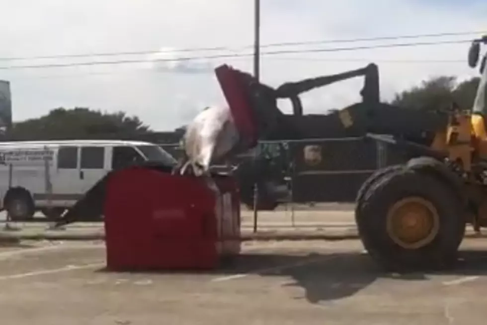 Workers Fail to Drop Whale Into Dumpster [DISTURBING VIDEO]
