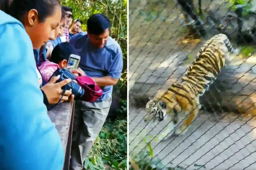 Man Jumps Barrier at Tiger Pen in Oakland Zoo
