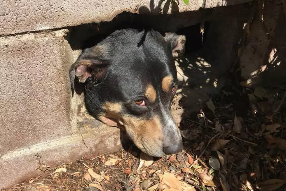 Stuck Dog Needs Firefighters&#8217; Help to Free Head From Wall