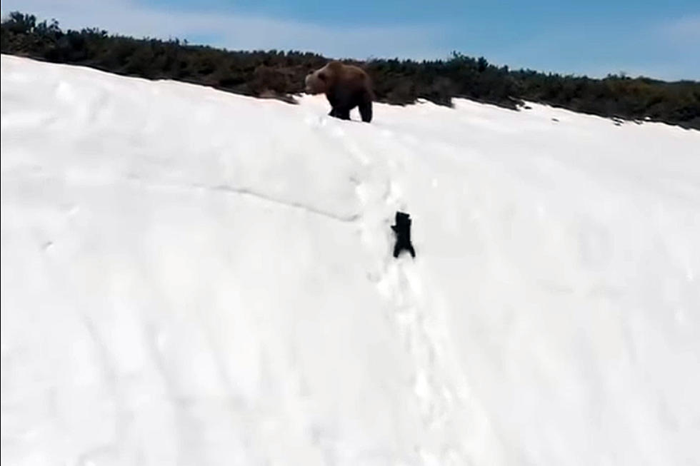 Determined Bear Cub Climbs Up Snowy Mountain