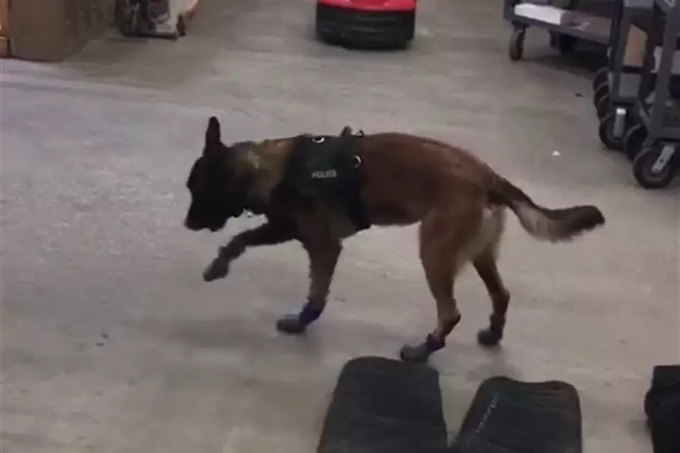 Police K9 Has Trouble Getting Used to New Snow Boots