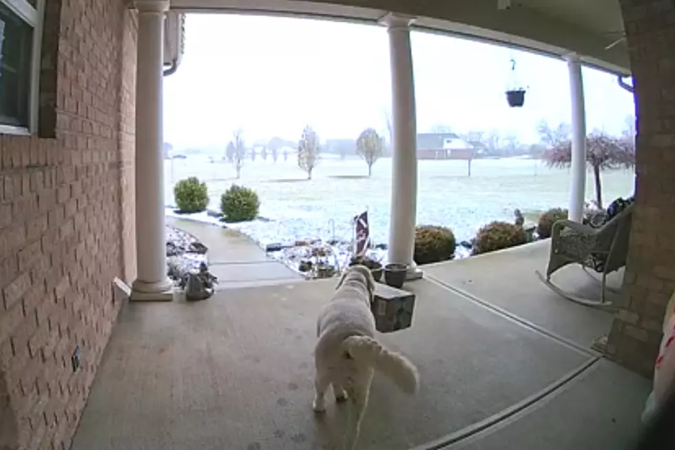 Porch Pirate Revealed to Be Neighbor’s Dog