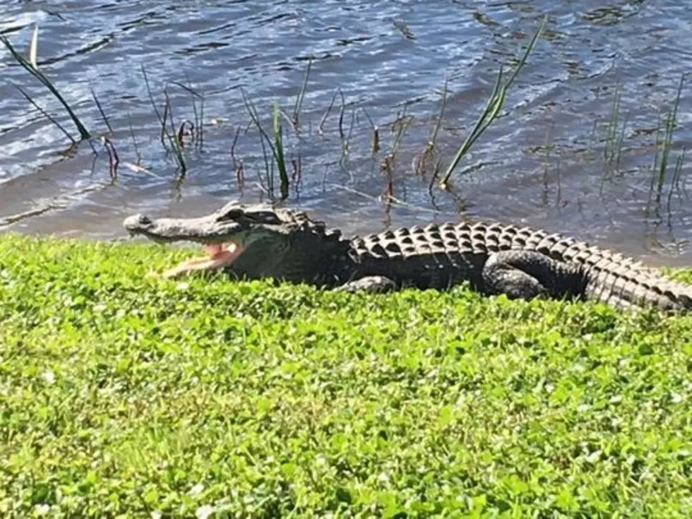 Alligator Snatches a Golfer’s Ball Right Out of the Air