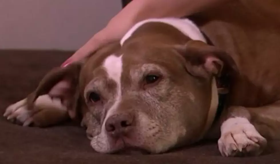 Hero Dog Smelled a Gas Leak and Broke Out of Her Owner&#8217;s House to Get Help