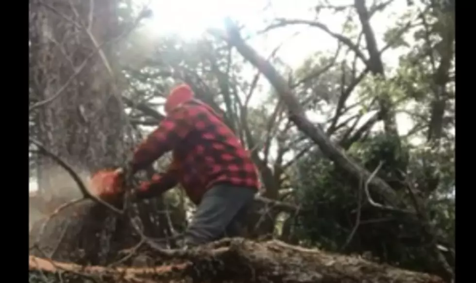 Video of a Tree Being Cut Down Doesn&#8217;t End Like You Think It Will