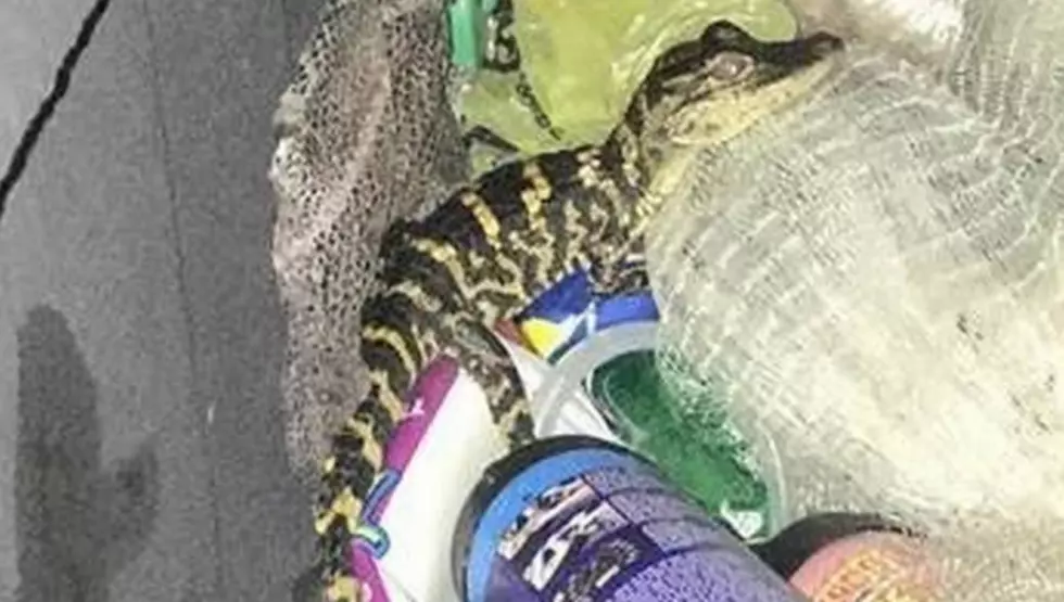 Florida Woman Pulls Alligator Out Of Yoga Pants During Traffic Stop
