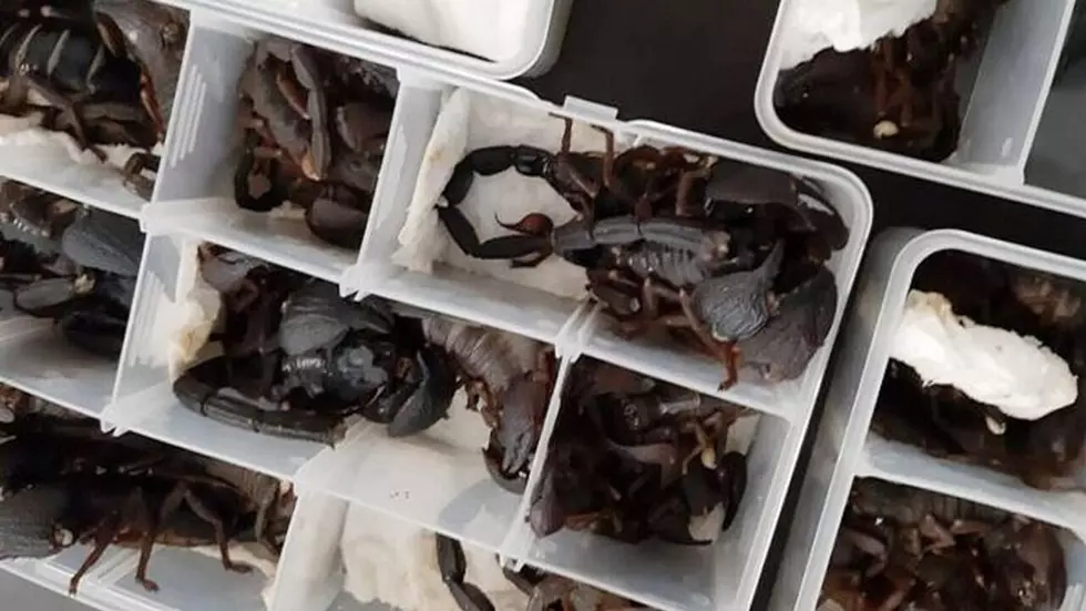 200 Scorpions Found in Passenger’s Luggage