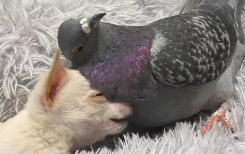 Puppy That Can’t Walk Befriended a Pigeon That Can’t Fly at an Animal Shelter