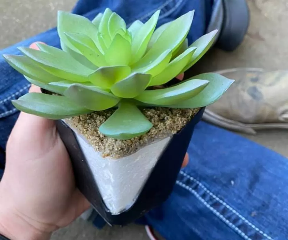 Woman Waters Succulent For 2 Years To Find Out It’s Fake